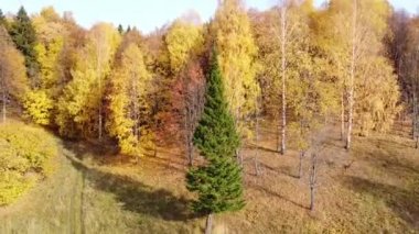 Parlak güneşli havada sonbahar ormanının en üst manzarası. Çeyrek helikopter, altın, turuncu ve sarı yapraklarla ağaçların tepesinde uçar.
