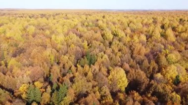 Parlak güneşli havada sonbahar ormanının en üst manzarası. Çeyrek helikopter, altın, turuncu ve sarı yapraklarla ağaçların tepesinde uçar.
