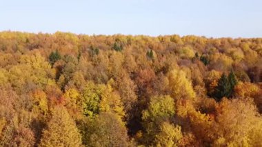 Parlak güneşli havada sonbahar ormanının en üst manzarası. Çeyrek helikopter, altın, turuncu ve sarı yapraklarla ağaçların tepesinde uçar.