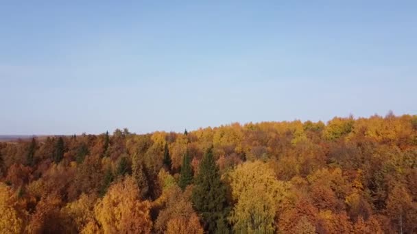 Vedere Top Pădurii Toamnă Vreme Însorită Quadcopter Zboară Peste Copaci — Videoclip de stoc