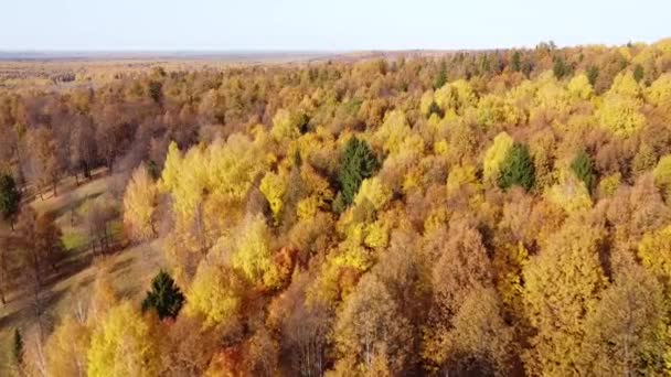 Vista Dall Alto Della Foresta Autunnale Con Bel Tempo Soleggiato — Video Stock