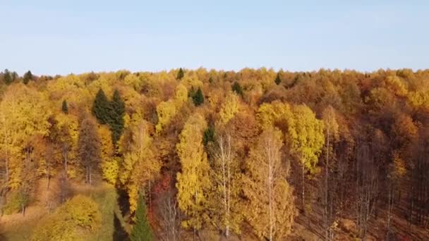 Ovanifrån Höstskogen Ljust Soligt Väder Quadcopter Flyger Över Trädtopparna Med — Stockvideo