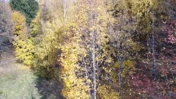 Vedere Top Pădurii Toamnă Vreme Însorită Quadcopter Zboară Peste Copaci — Videoclip de stoc