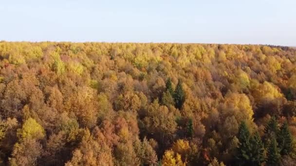 Vista Dall Alto Della Foresta Autunnale Con Bel Tempo Soleggiato — Video Stock