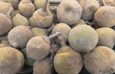 Close-up of a beautiful and vibrant red geranium flower in the garden 