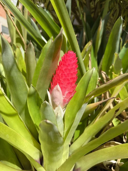 Close-up of a beautiful and vibrant red geranium flower in the garden 