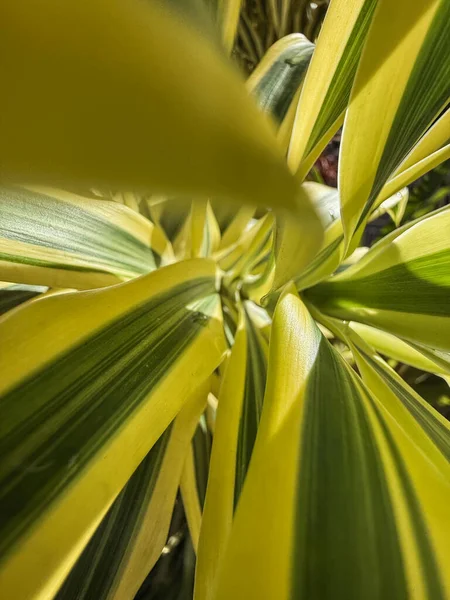Close-up of a beautiful and vibrant red geranium flower in the garden 