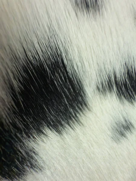Close-up of a beautiful and vibrant red geranium flower in the garden 