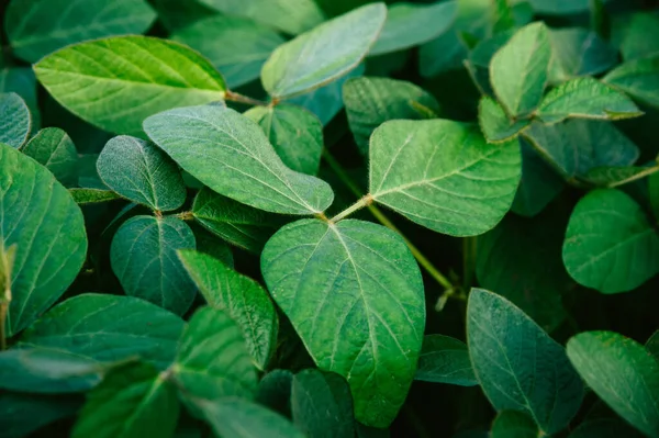 Hojas Grandes Jóvenes Verdes Soja — Foto de Stock