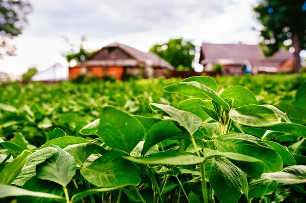 Soja Grande Saludable Está Campo Del Agricultor Fondo Borrosa Casa — Foto de Stock