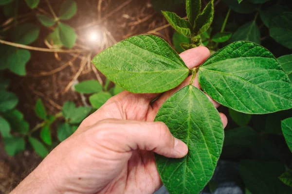 Hojas Verdes Soja Mano — Foto de Stock