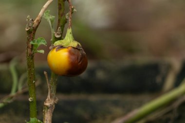Bitkinin üstünde çürüyen bir patlıcanın yakın çekimi. Çürüme ve yaşam döngüsü kavramı.