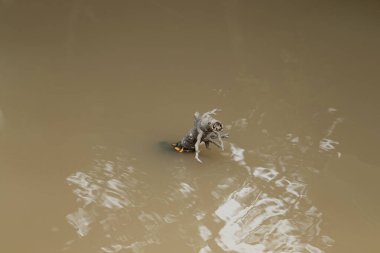 Sakin, bulanık kahverengi sudan çıkan tek bir odun parçası var. Minimalist, soyut ve yalnız doğa kavramı..