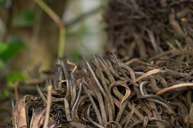 Karışık, kuru bir bitki kökü kümesinin makro yakın çekimi, muhtemelen bir orkide ya da hava bitkisinden. Bir arka plan için karmaşık, soyut bir tabiat kalıbı.