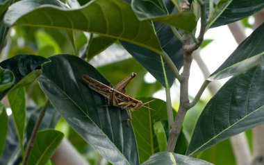 Yeşil bir meyve yaprağına tünemiş büyük bir çekirge. Bir böceğin doğal ortamında yakın çekim..