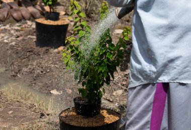Bir bahçıvan, genç bir begonvili bitkiyi su püskürtmek ve sulamak için su hortumu kullanıyor. Tarım ve bahçıvanlıkta bitkilerle ilgilenmek
