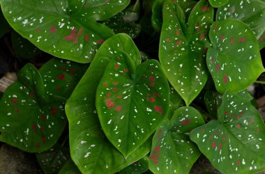 Kalp şeklindeki Caladium yapraklarının kırmızı ve beyaz noktalı doğal desenleri. Bereketli bir tropikal yaprak dokusu..