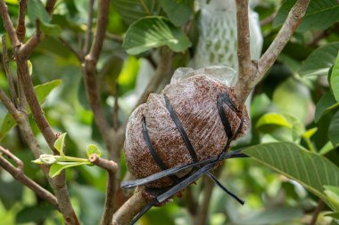 Kuru bir dala konmuş sarı ve siyah çizgili bir yusufçuğun makro fotoğrafı. Geniş kopya alanına sahip yeşil bir bokeh arkaplanı.
