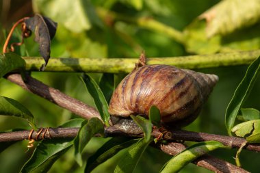 Yeşil yapraklı bir bahçede ağaç dalında sürünen bir salyangozun yakın plan fotoğrafı. Yavaş yaşam, doğa ve vahşi yaşam kavramı..