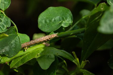 Bahçedeki yeşil bir bitki sapında sürünen kahverengi bir tırtılın makro fotoğrafı..