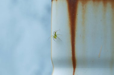 Pas lekeli beyaz metal bir yüzey üzerinde küçük yeşil bir vaşak örümceğinin makro fotoğrafı..