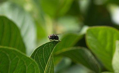 Taze yeşil bir yaprağın kenarında dinlenen sıradan bir sineğin makro yakın plan fotoğrafı..