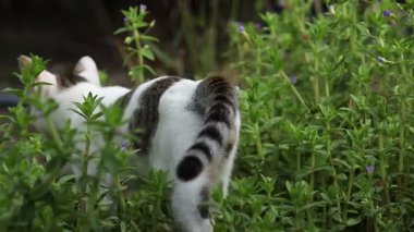 Kameradan uzaklaşan sevimli beyaz ve tekir bir kedinin güzel bir bahçedeki küçük mor çiçeklerle yemyeşil bir çalılıkta kayboluşunun samimi bir gerçek zamanlı videosu..