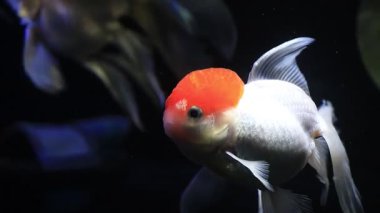 Siyah bir arka planı olan, siyah bir akvaryumda zarif bir şekilde yüzen, güzel, beyaz, kırmızı bir kırmızı başlıklı Oranda Japon balığının gerçek zamanlı videosu, barışçıl bir hayvanı temsil ediyor..