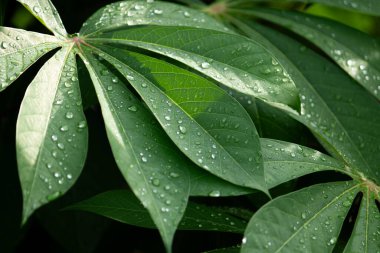 Yağmurdan sonra köpüklü su damlacıklarıyla kaplanmış taze, canlı yeşil kasava yaprakları (Manihot esculenta), verimli bir tropikal zemin oluşturur..
