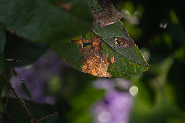 An artistic macro close-up of a decaying green leaf with brown spots and holes, backlit by the sun to create a beautiful, translucent stained-glass effect, symbolizing the wabi-sabi aesthetic.