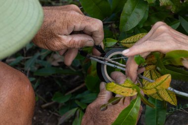 Yaşlı bir çiftçinin buruşuk ellerinin elektrik bandıyla bir fabrikaya nakledilmesi, sıkı çalışma ve deneyim kavramını gösteriyor.