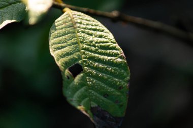 Tek bir yeşil yaprağın makro görüntüsü bir delik ve desenli yüzey, güneş ışığıyla aydınlatılmış damarlarını ve küçük çiy damlalarını vurgulamak için.