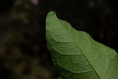 Makro yakın plan, taze yeşil bir yaprağın karmaşık dokusunu ve damarlarını gösteriyor. Koyu bir arka plana karşı, doğanın güzelliğini gözler önüne seriyor..