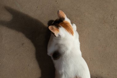 A top-down view of a calico cat sitting on a concrete floor, casting a long and sharp shadow in the sunlight in a minimalist composition