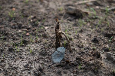 Tiny green shoots sprouting from dark soil around a piece of decaying wood, a powerful concept of new life, hope, and rebirth from decay