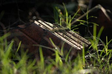 Kırık yosunlu bir tuğla gibi yeşil çimlerde, çiğ damlalarıyla güzel aydınlatılmış büyülü bir sabah ışığı altında.. 