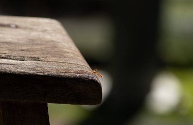 Tahta bir tahtanın kenarında tek bir küçük karınca durur. Macera, cesaret, yalnızlık hakkında güçlü bir minimalist konsept..