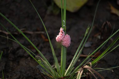 Canlı pembe elma salyangoz yumurtası kümesi yeşil pirinç sapına yapışır. İstilacı bir türün yaşam döngüsünü gösteren makro bir çekim.