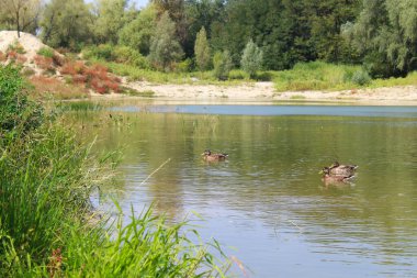 Sudaki vahşi ördeklerin kilidi, Suyun etrafındaki sazlıklar ve çayır otlarıyla gölün güzel manzarası
