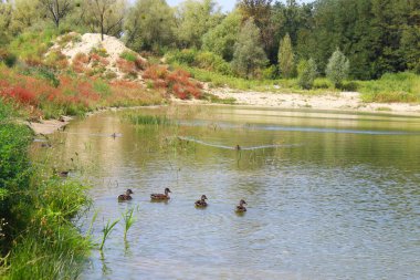 Sudaki vahşi ördeklerin kilidi, Suyun etrafındaki sazlıklar ve çayır otlarıyla gölün güzel manzarası