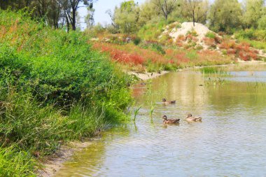 Sudaki vahşi ördeklerin kilidi, Suyun etrafındaki sazlıklar ve çayır otlarıyla gölün güzel manzarası