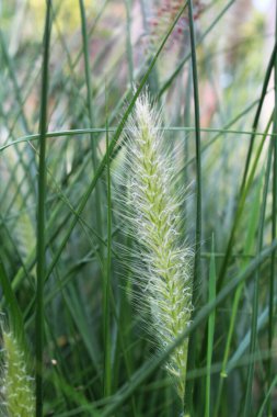 Yeşil çayır çimenleri yakın plan, güzel botanik fotoğraf, doğal duvar kağıdı.