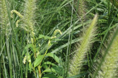Çimlere yakın, yeşil çayır çimlerine yakın. 