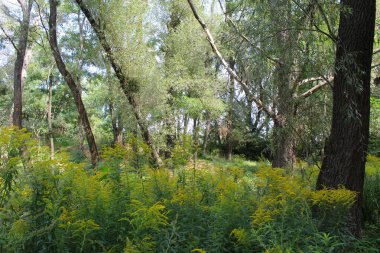 Parkta yaz manzarası