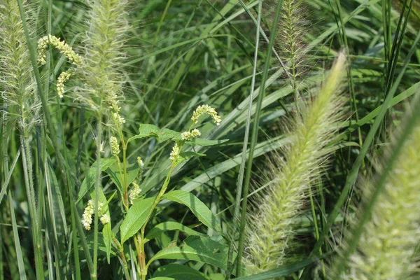 Çimlere yakın, yeşil çayır çimlerine yakın. 