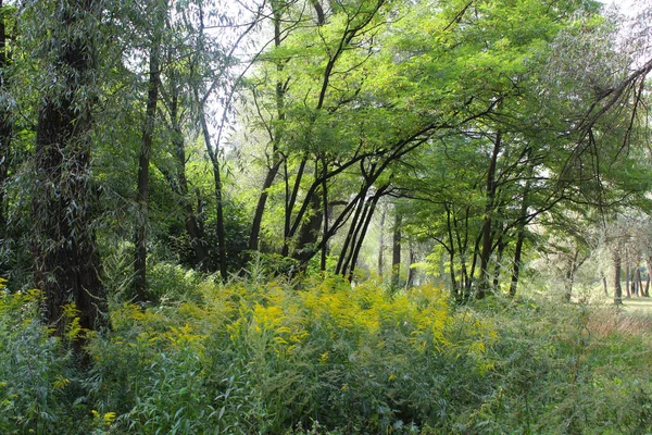 Ormanın güzel doğası
