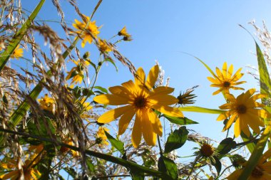 Bahçedeki sarı çiçekler