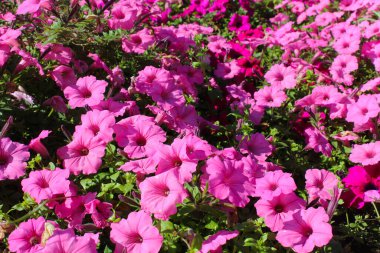 Bahçedeki güzel çiçekler