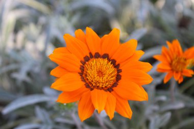 Bahçedeki portakal çiçeği