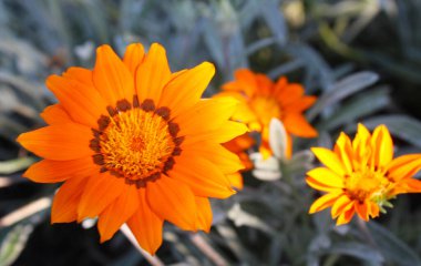 Bahçedeki güzel çiçekler